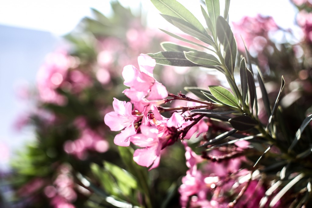 Flowers_Lindos_Gucci_slipper_ohhcouture01